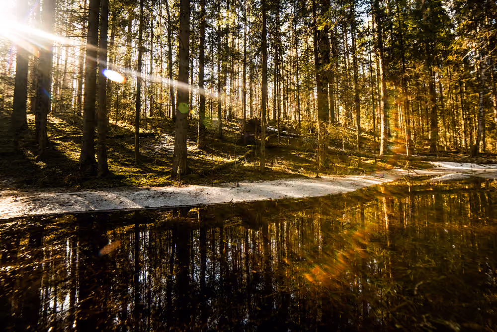 Päikesevalgus kuusemetsas